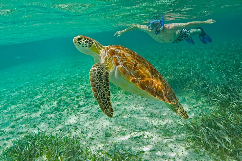 Snorkeling in Belize